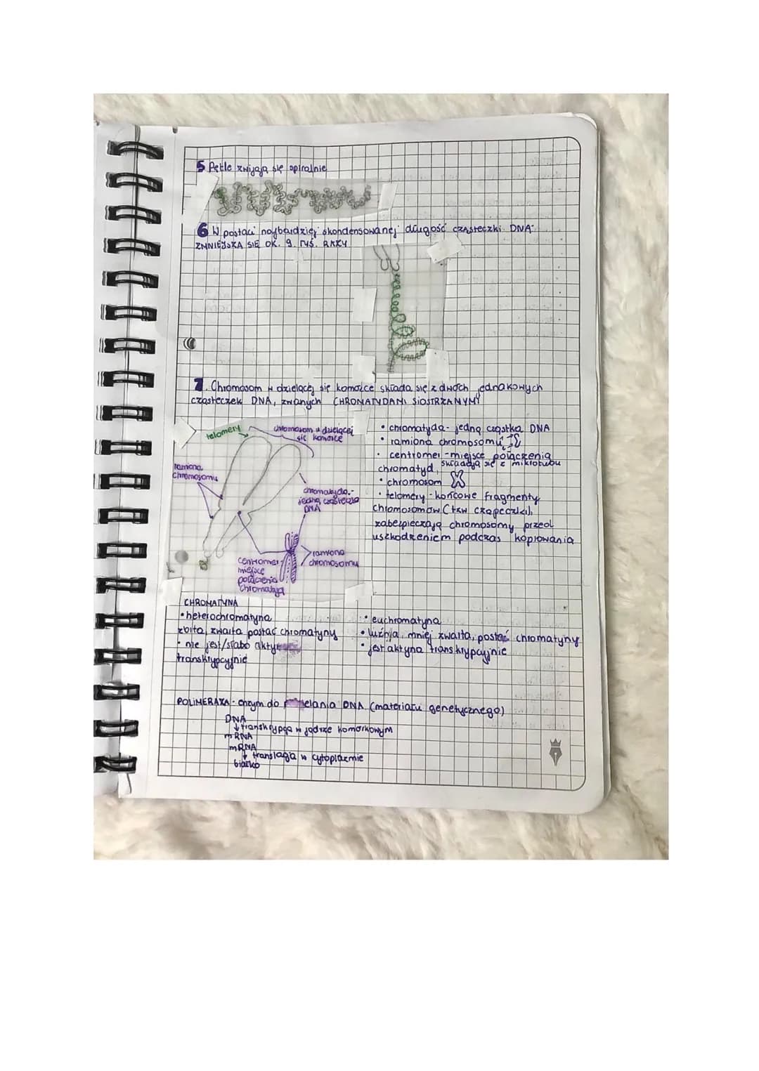 jony nie preejido dyfuzją prosto ze względu na ich Tadunek
lekcja
I. Yadro komdikоnе. Сутоха..
Jadro homdikone
- peini nadizçang rolę w f