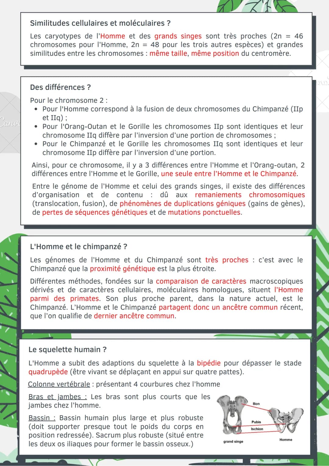# L'évolution
humaine
Les différents caractères ?
Caractère ancestral (primitif): Caractère commun pour un groupe d'espèce, n'a pas
subi d
