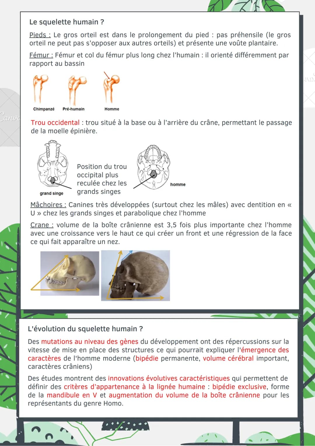 # L'évolution
humaine
Les différents caractères ?
Caractère ancestral (primitif): Caractère commun pour un groupe d'espèce, n'a pas
subi d