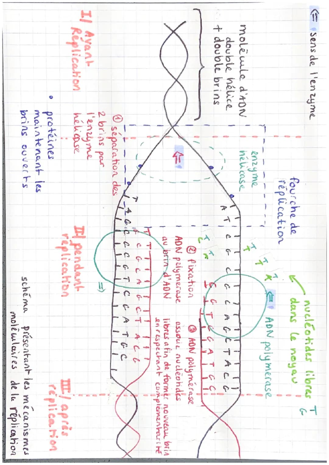 sens de l'enzyme
molécule d'ADN
double hélice
+ double brins
Il Ayant
Replication
fourche de
réplication
enzyme
hélicase
AT
C
G
介
T
nu