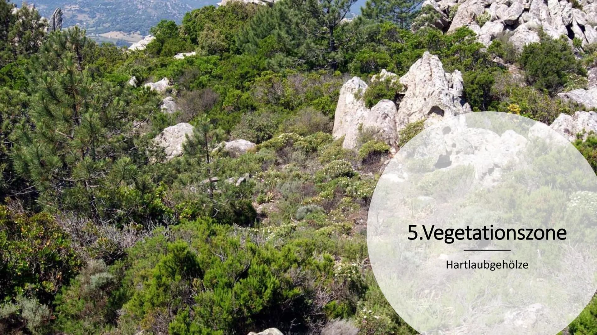 5.Vegetationszone
Hartlaubgehölze - Wichtige Informationen
- Klima in Spanien
- Wasserverteilung Spaniens
- Gründe der Wasserkriese