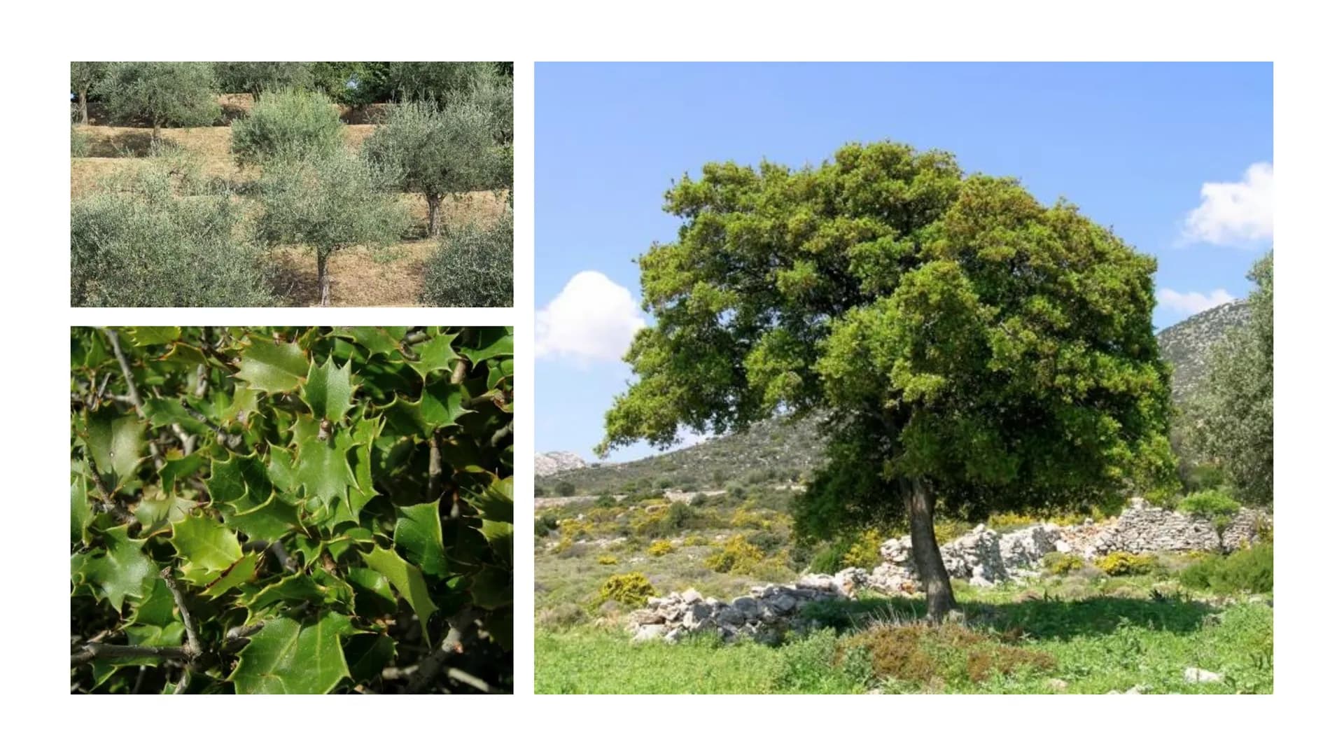 5.Vegetationszone
Hartlaubgehölze - Wichtige Informationen
- Klima in Spanien
- Wasserverteilung Spaniens
- Gründe der Wasserkriese