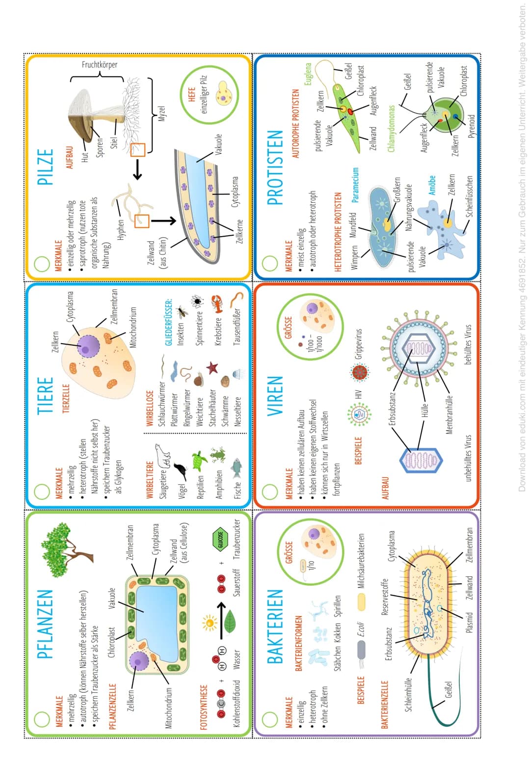 Biologie 11
Arbeitsblatt: Die Kennzeichen der Lebewesen Datum:
# Die Systematik der Lebewesen
Die Systematik arbeitet heute meist mit der