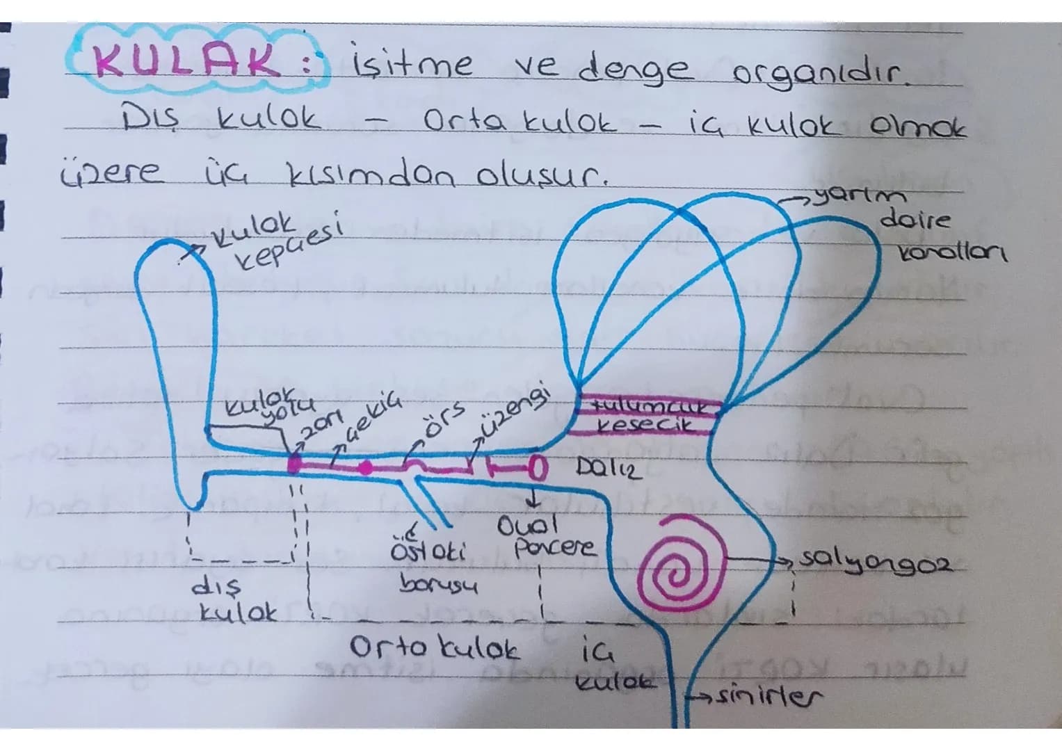 * KULAK: isitme ve denge organıdır.
Dis kulok - Orta kulok - iç kulok olmak
üzere üç kısımdan oluşur.
Kulakuesi
kepçesi
yarım
doire
kono
