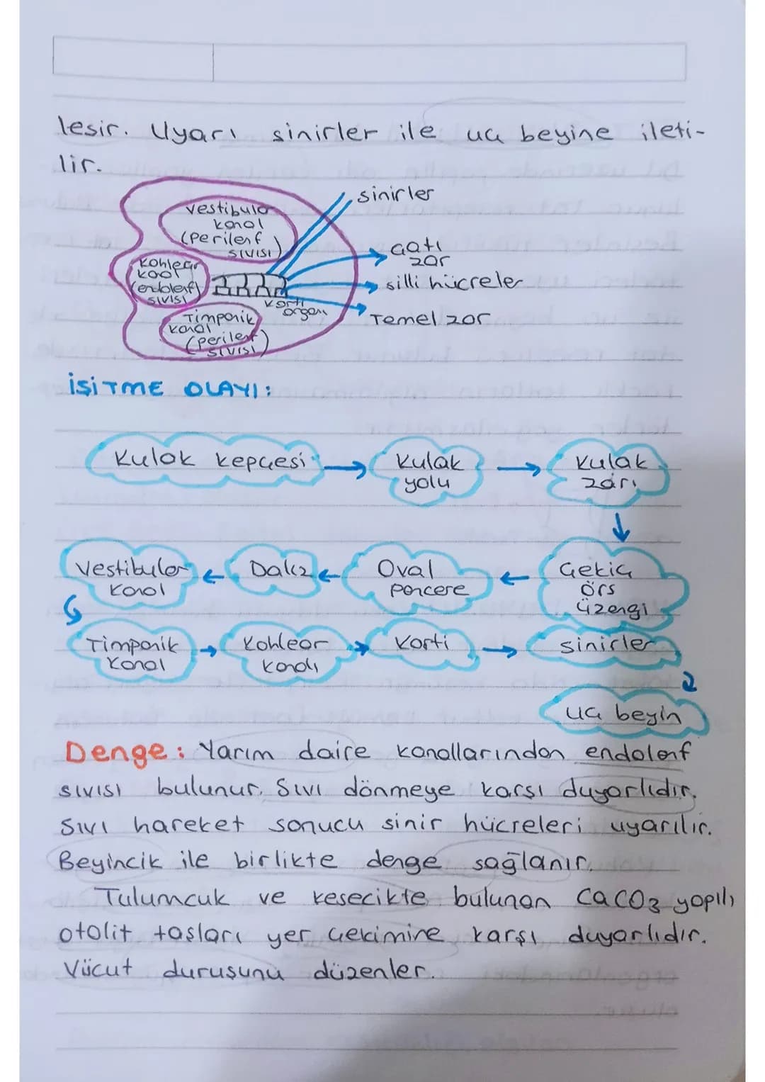* KULAK: isitme ve denge organıdır.
Dis kulok - Orta kulok - iç kulok olmak
üzere üç kısımdan oluşur.
Kulakuesi
kepçesi
yarım
doire
kono