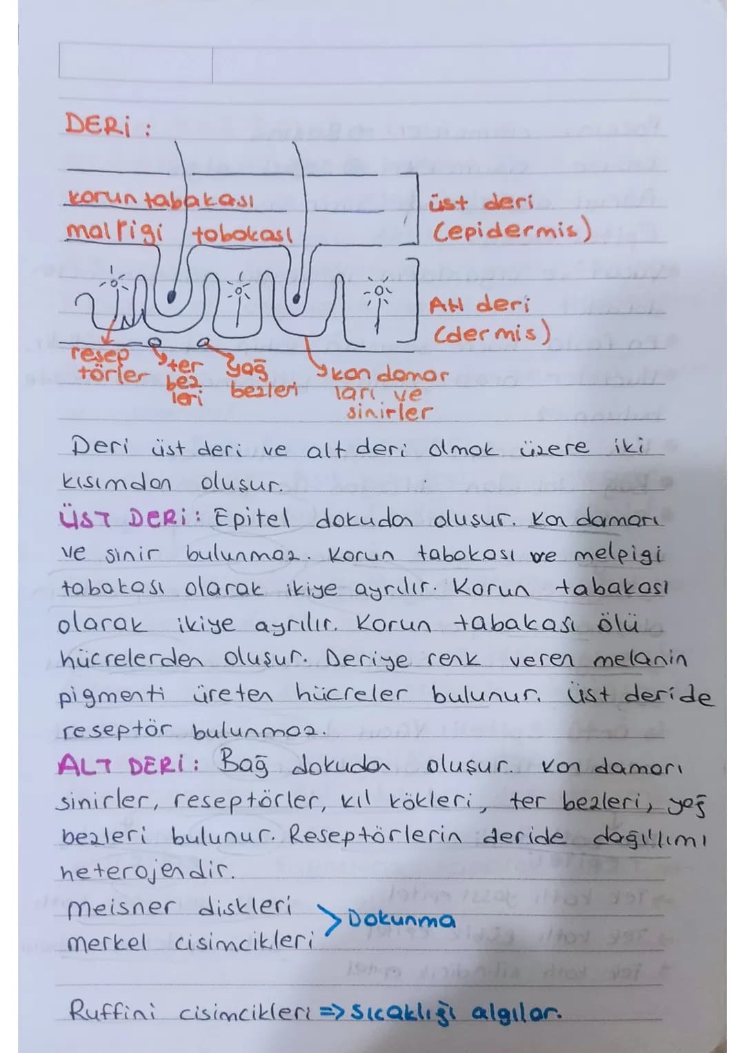 * KULAK: isitme ve denge organıdır.
Dis kulok - Orta kulok - iç kulok olmak
üzere üç kısımdan oluşur.
Kulakuesi
kepçesi
yarım
doire
kono