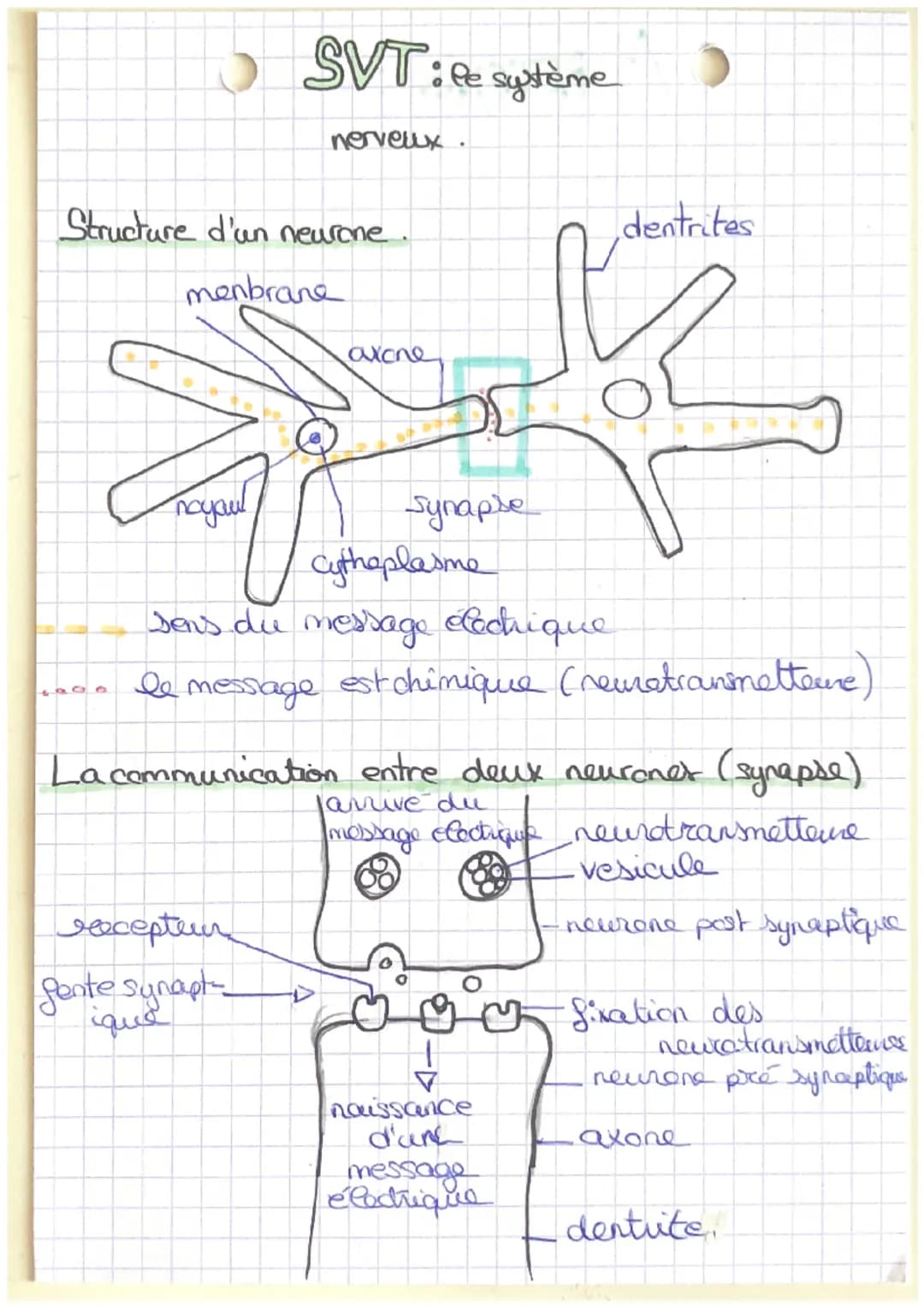 SVT: le système
nerveux.
Structure d'an neurone.
menbrane
nayoul
axone
Synapse
dentrites
Cytheplasme
sens de message Cochique
le me