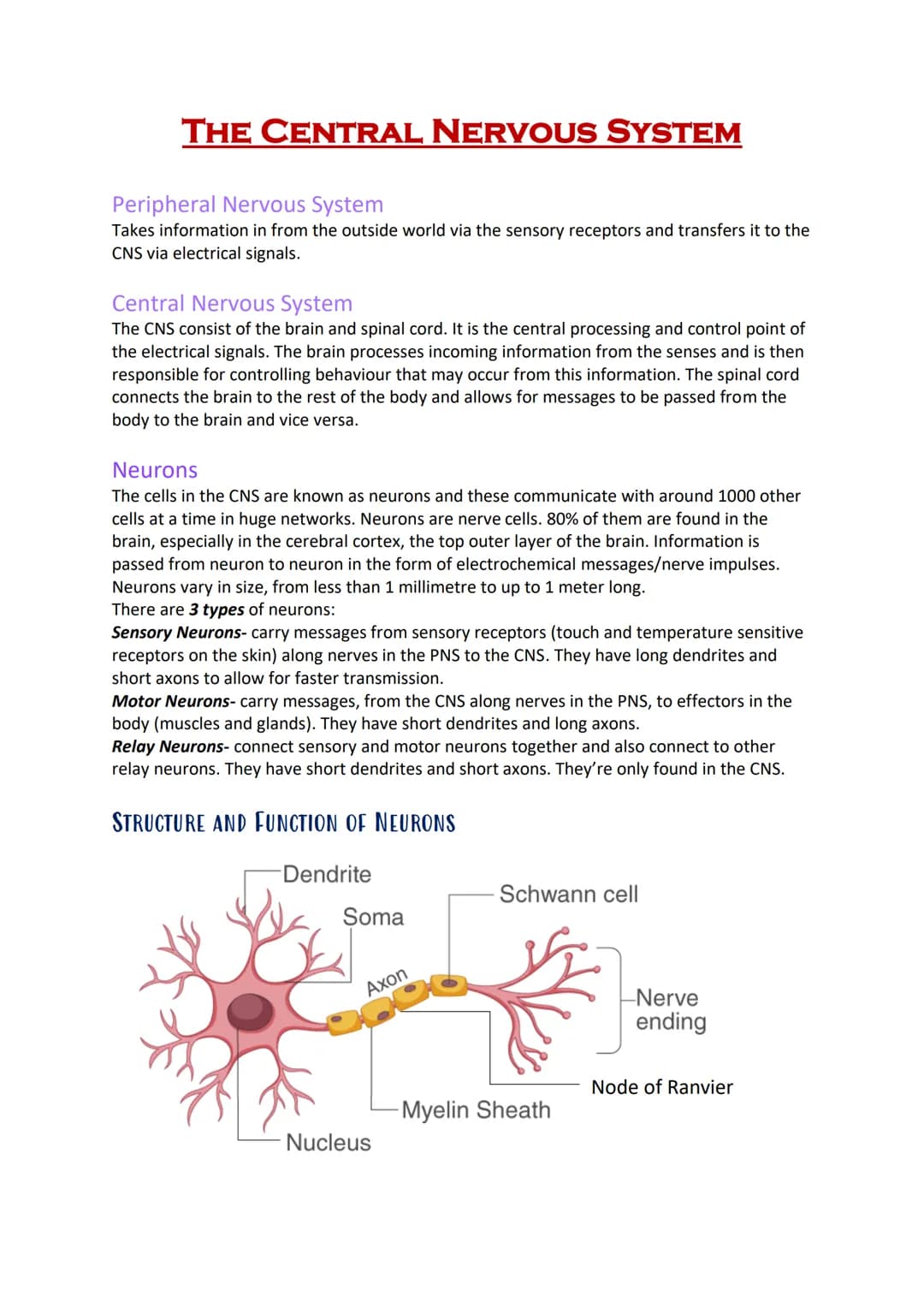 # THE CENTRAL NERVOUS SYSTEM
Peripheral Nervous System
Takes information in from the outside world via the sensory receptors and transfers