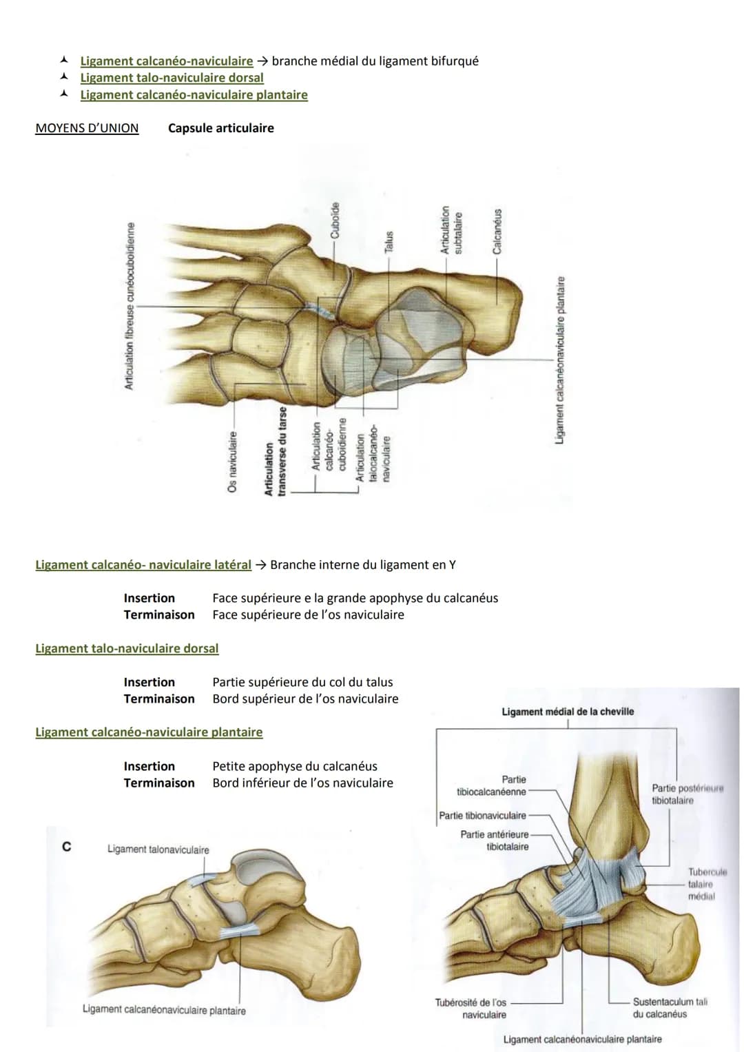 # ARTICULATIONS DE LA CHEVILLE
ET DU PIED
Introduction
Complexe pied/cheville est spécifique, car il permet la station debout et la locomo