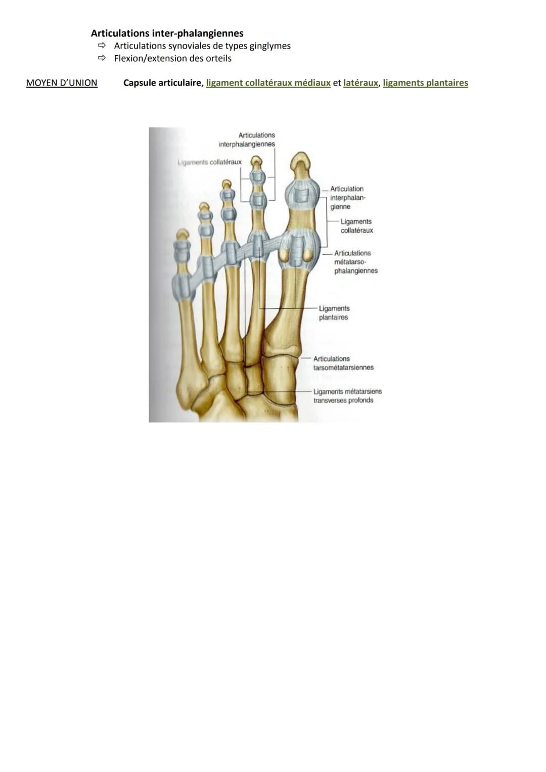 # ARTICULATIONS DE LA CHEVILLE
ET DU PIED
Introduction
Complexe pied/cheville est spécifique, car il permet la station debout et la locomo