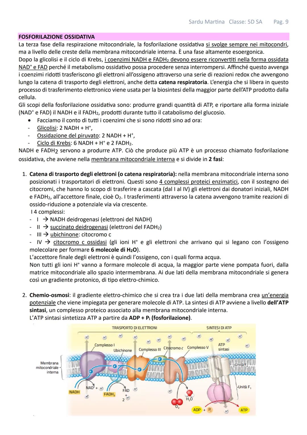 Sardu Martina Classe: 5D SA Pag. 1
# IL METABOLISMO
Gli organismi viventi sono costituiti da cellule in queste strutture avvengono continu
