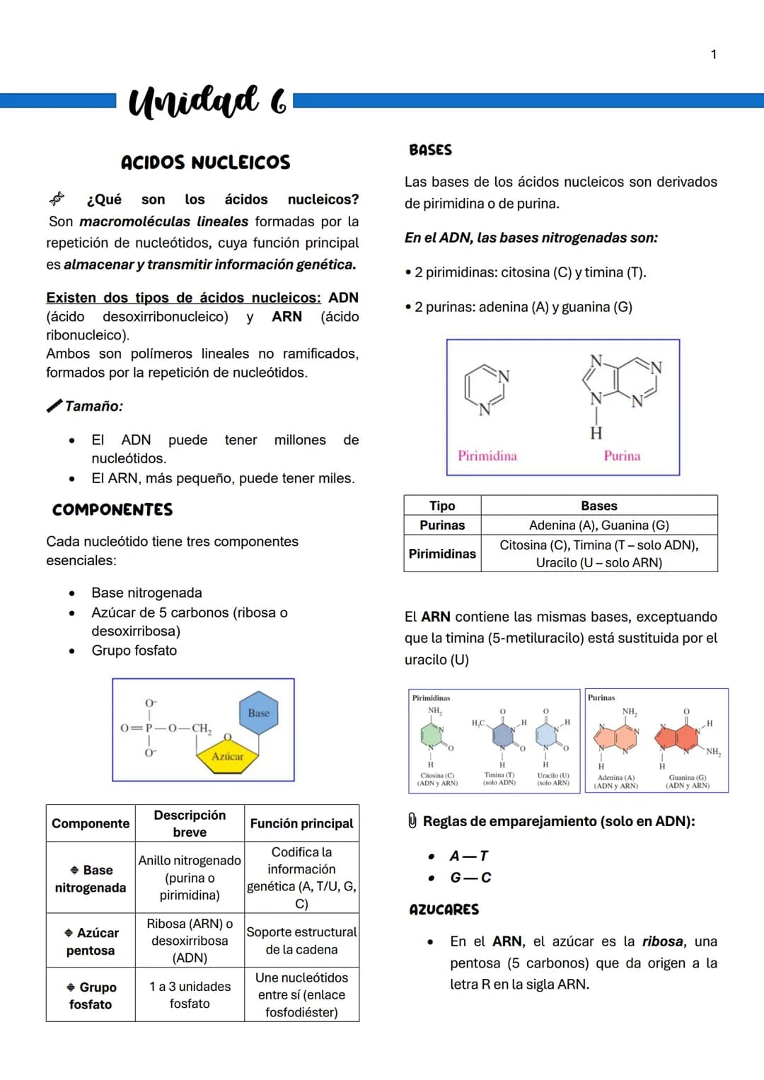 1
Unidad 6
ACIDOS NUCLEICOS
¿Qué son los ácidos nucleicos?
Son macromoléculas lineales formadas por la
repetición de nucleótidos, cuya funci
