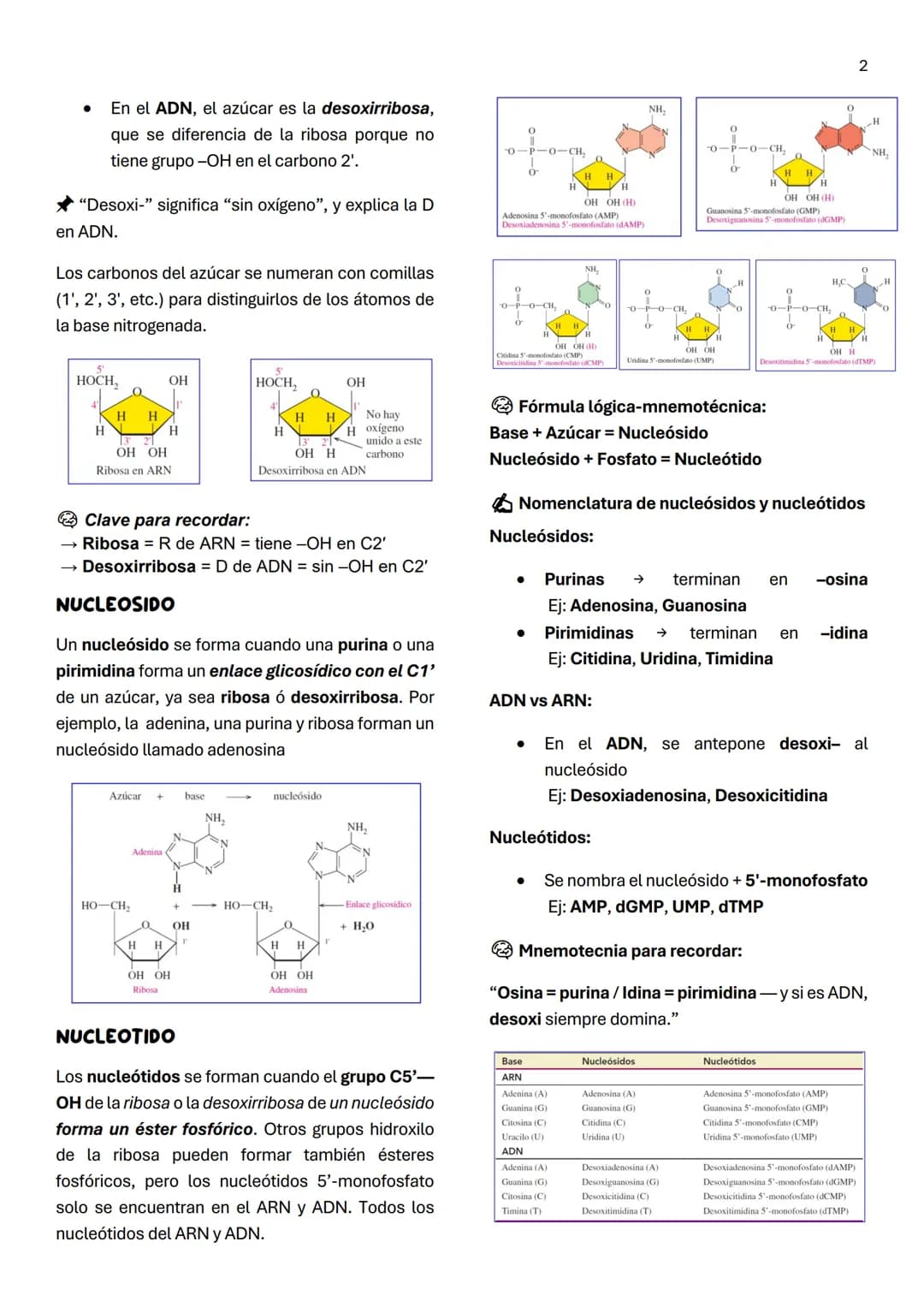 1
Unidad 6
ACIDOS NUCLEICOS
¿Qué son los ácidos nucleicos?
Son macromoléculas lineales formadas por la
repetición de nucleótidos, cuya funci