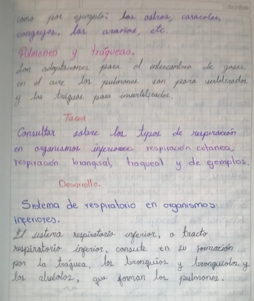 como por ejemplo: las ostras, caracoles,
congryos, las araños, etc.
Pulmones y traqueas.
Scribe
Lon adaptsciones para el intercambio de gas