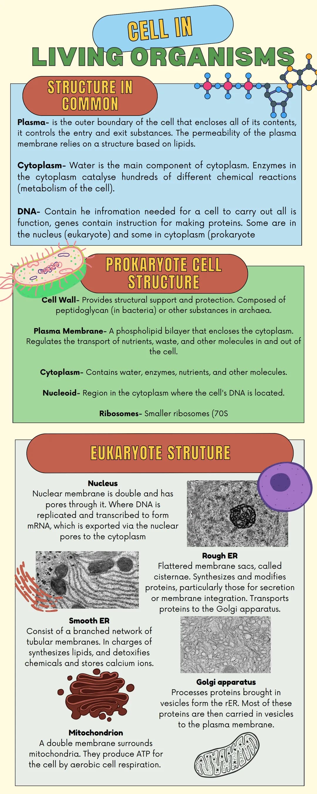 CELL IN
LIVING ORGANISMS
STRUCTURE IN
COMMON
Plasma- is the outer boundary of the cell that encloses all of its contents,
it controls the en