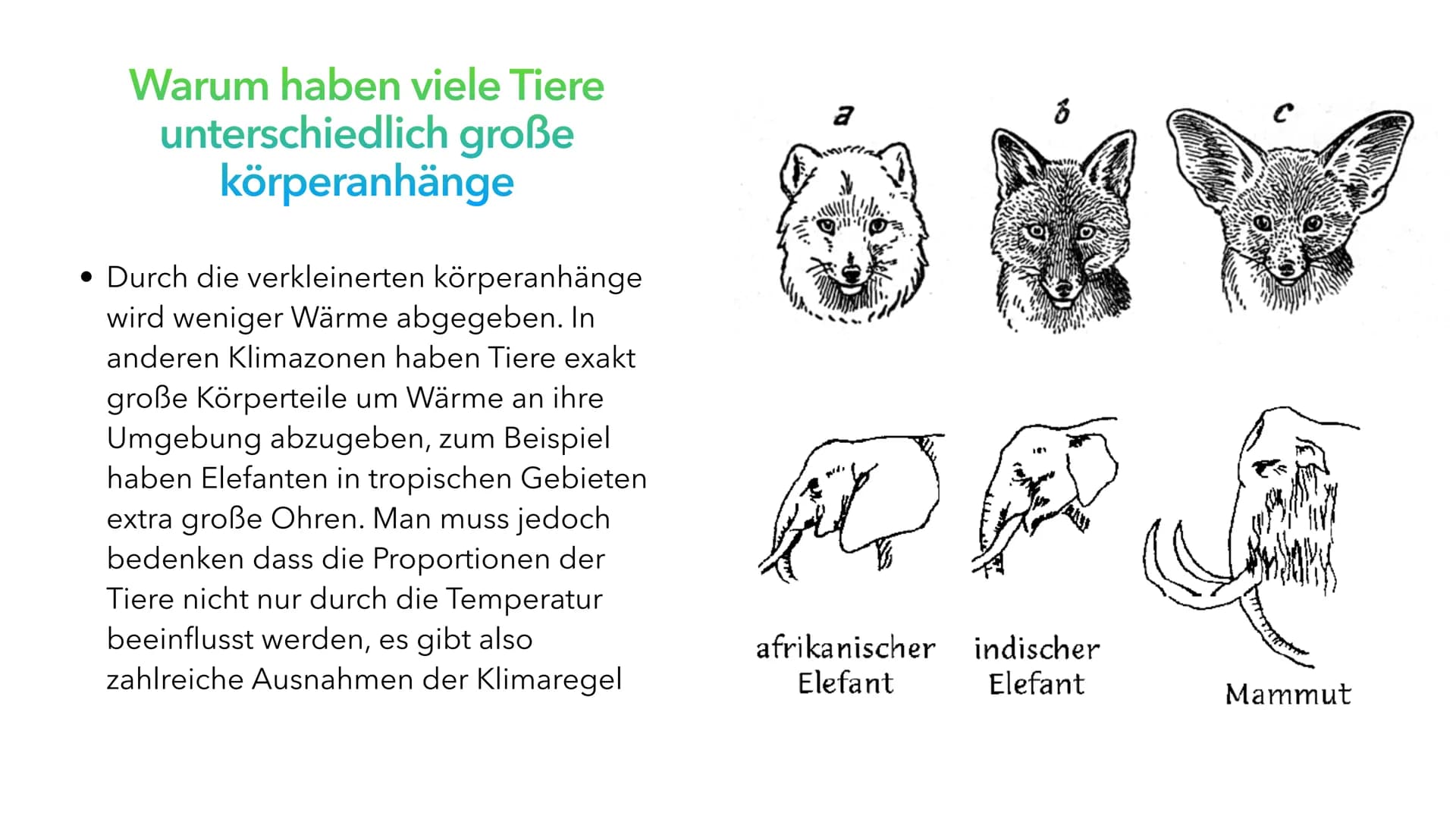 Klimaregeln # Agenda
* Begriff „Klimaregel"
* Bergmannsche Regel
* Warum sind Pinguine in Kälteren Regionen größer?
* Schaubild Ber