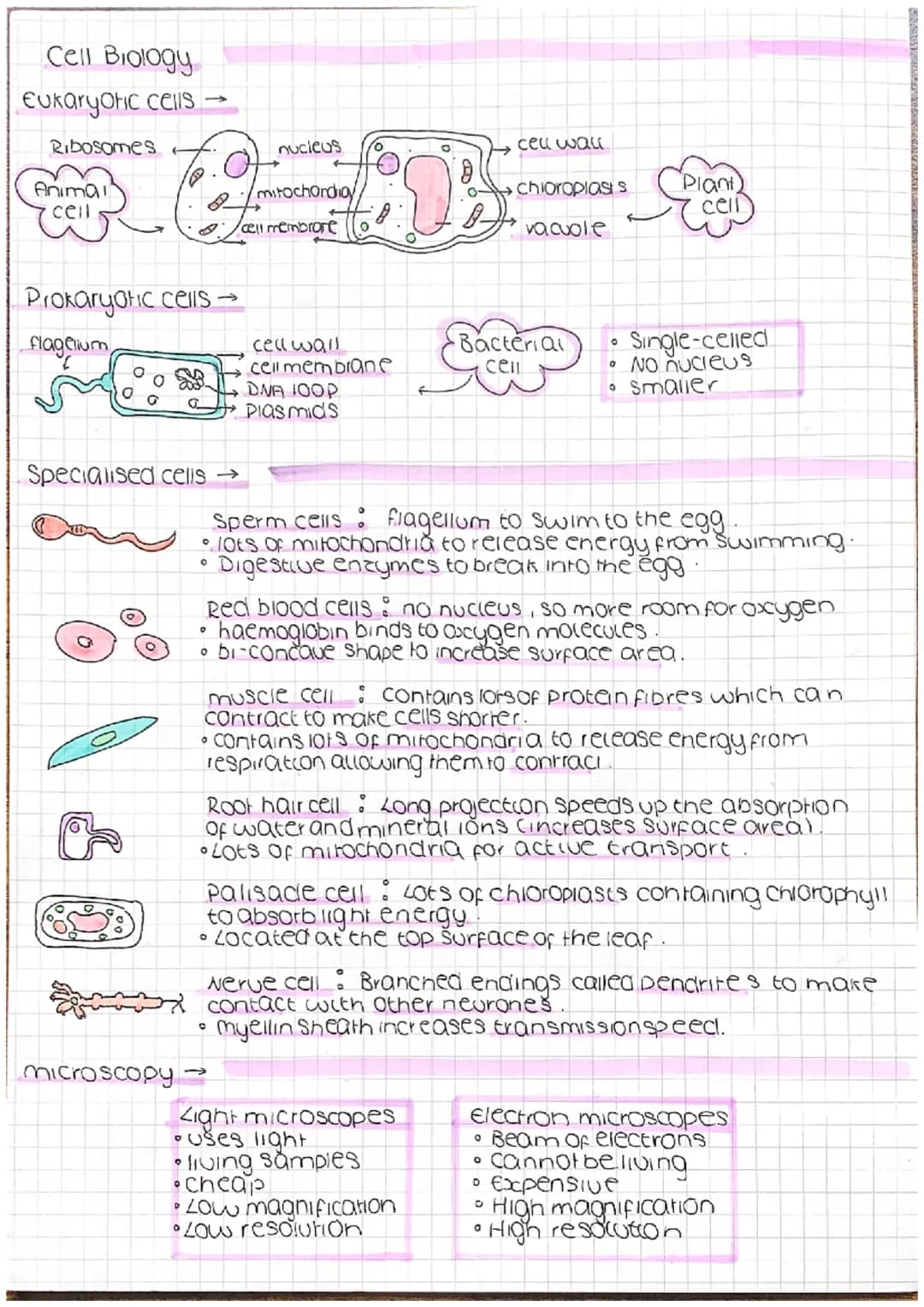 <h2>Eukaryotic Cells</h2>
<p>Eukaryotic cells consist of a nucleus and other membrane-bound organelles such as mitochondria and the endopla