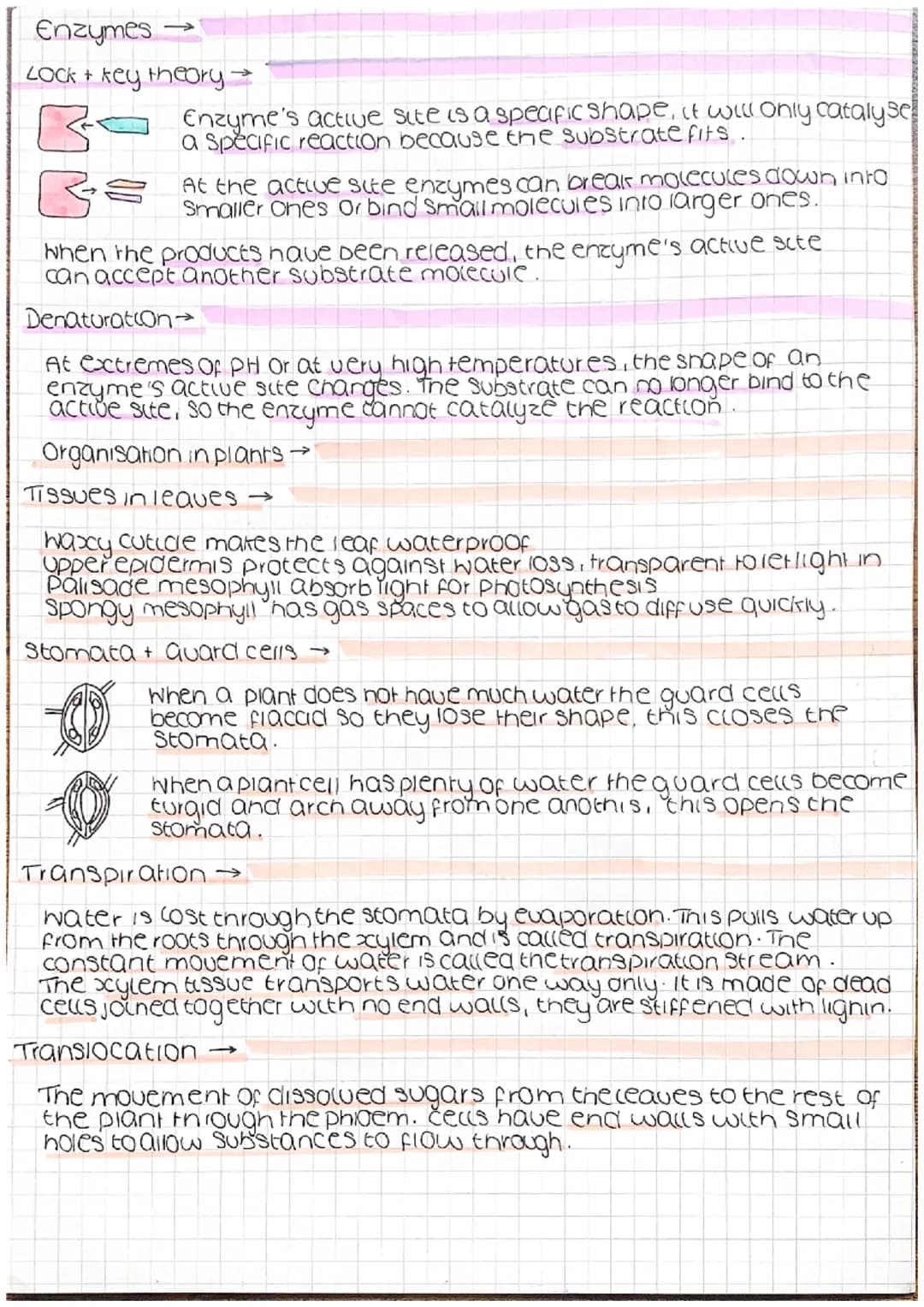 <h2>Eukaryotic Cells</h2>
<p>Eukaryotic cells consist of a nucleus and other membrane-bound organelles such as mitochondria and the endopla