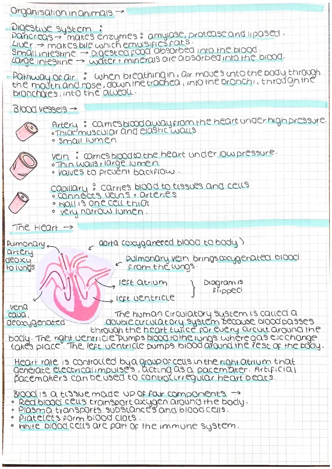 <h2>Eukaryotic Cells</h2>
<p>Eukaryotic cells consist of a nucleus and other membrane-bound organelles such as mitochondria and the endopla