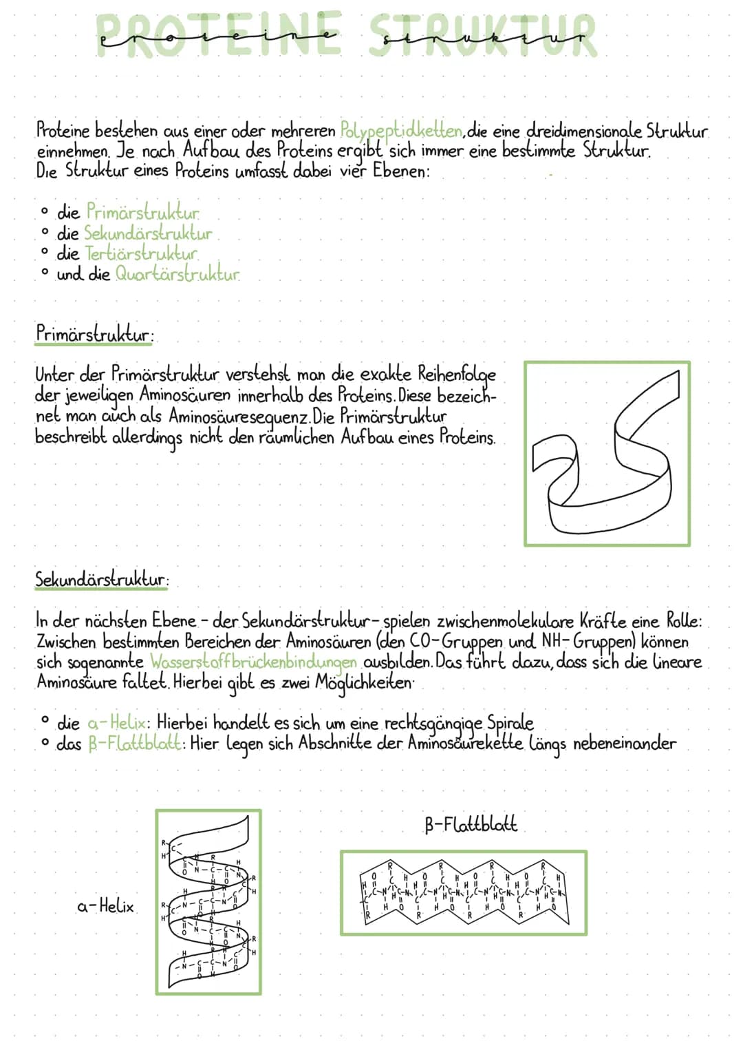 # PROTEINE STRUKTUR
Proteine bestehen aus einer oder mehreren Polypeptidketten, die eine dreidimensionale Struktur
einnehmen. Je nach Aufba