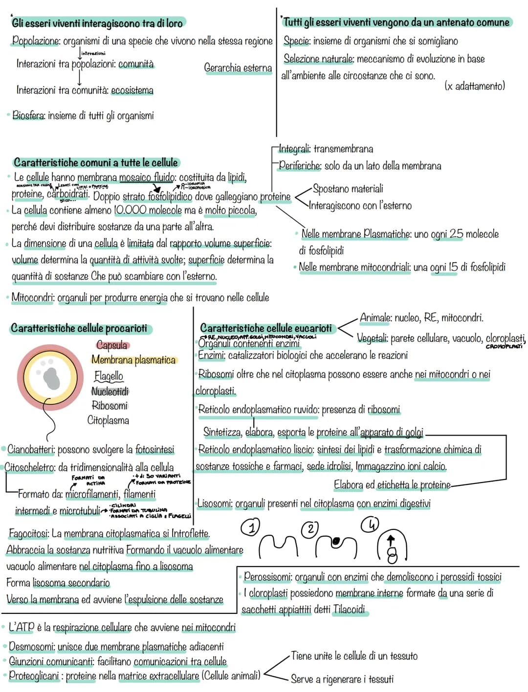 Biologia Scienza che studia gli esseri viventi. Suddivisi in: batteri, archei, eucarioti, eucaria.
-Zoologia: Disciplina che studia gli ani