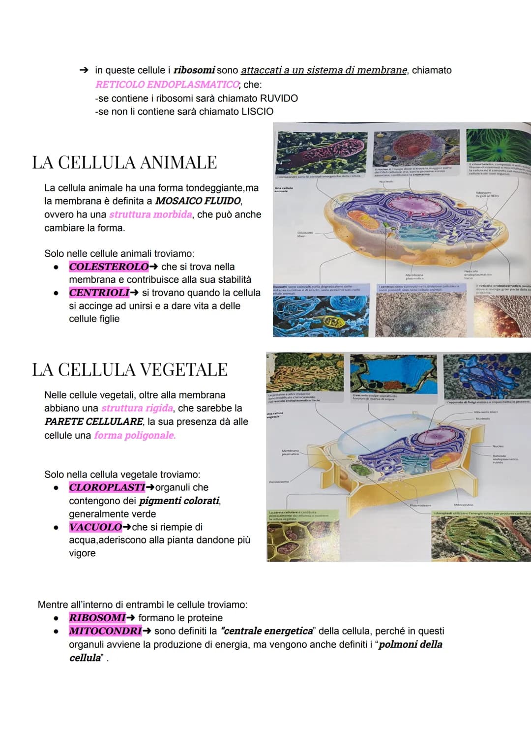 # LA CELLULA PROCARIOTE
Le CELLULE PROCARIOTE sono le cellule che contengono gli archei e i batteri, sono state le
prime a formarsi, quindi