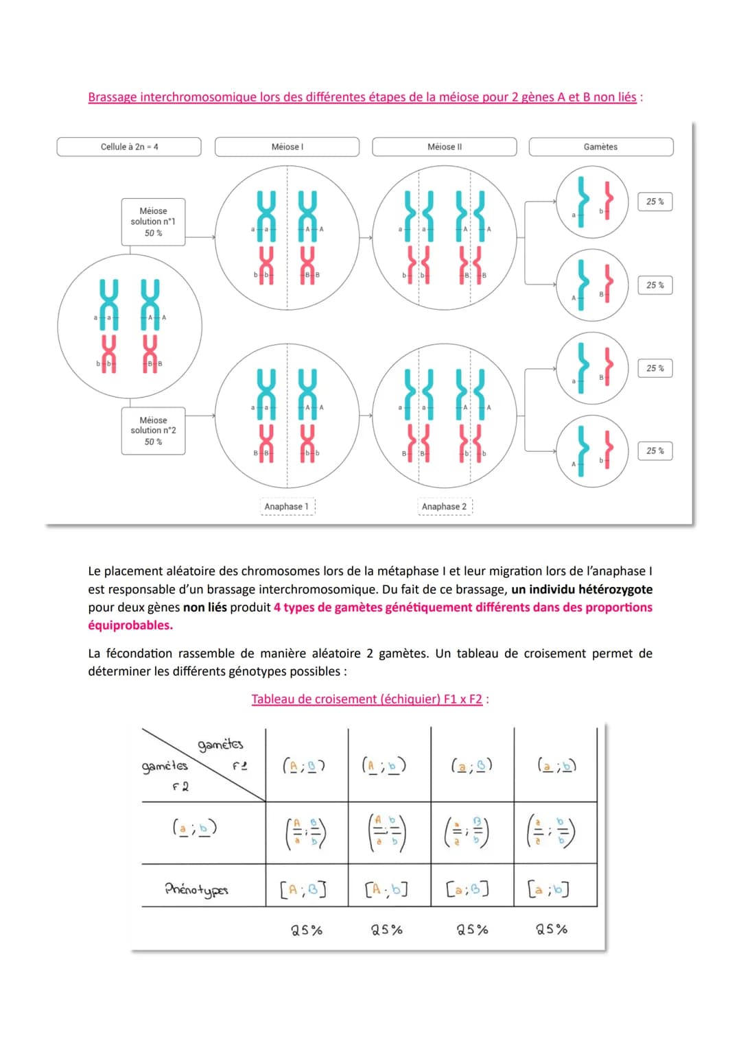# L'origine du génotype des individus
Comment la reproduction sexuée forme-t-elle des génomes individuels et contribue-t-elle à la
diversif