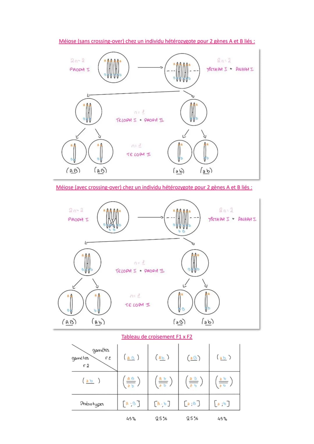 # L'origine du génotype des individus
Comment la reproduction sexuée forme-t-elle des génomes individuels et contribue-t-elle à la
diversif