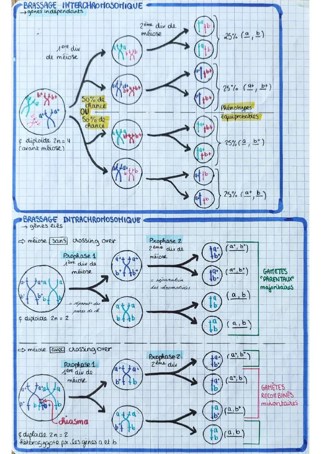 # les angiospermes = plantes
à fleurs
PHOTOSYNTHÈSE
dioxyde de
carbone
CO2
6
lumière Oxygène
O2 6
SURFACE FOLIAIRE
→ structure multicouc