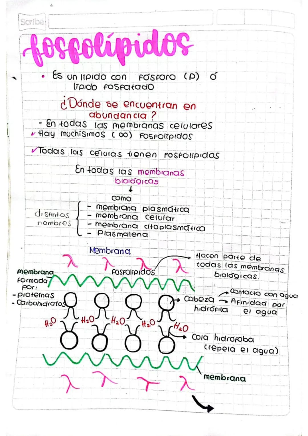 # lipidos
# compuestos
Es un lipido
Ácido Glicerol + Sustancia adicional/
graso componente adicional
Eniace como
Tipo ester 2
• Azúcar