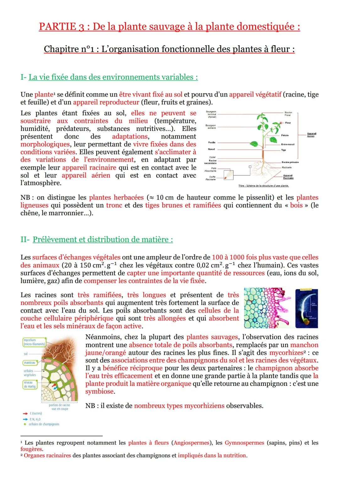 PARTIE 3 : De la plante sauvage à la plante domestiquée :
Chapitre n°1 : L'organisation fonctionnelle des plantes à fleur :
I- La vie fixé