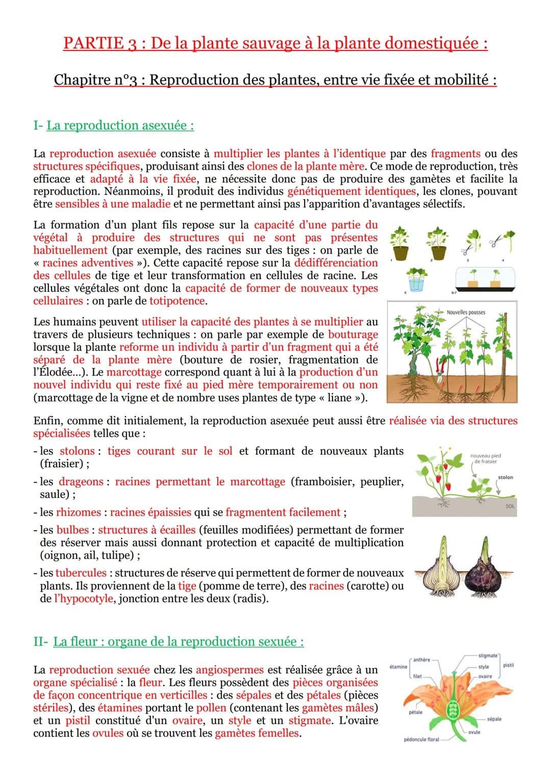 PARTIE 3 : De la plante sauvage à la plante domestiquée :
Chapitre n°1 : L'organisation fonctionnelle des plantes à fleur :
I- La vie fixé