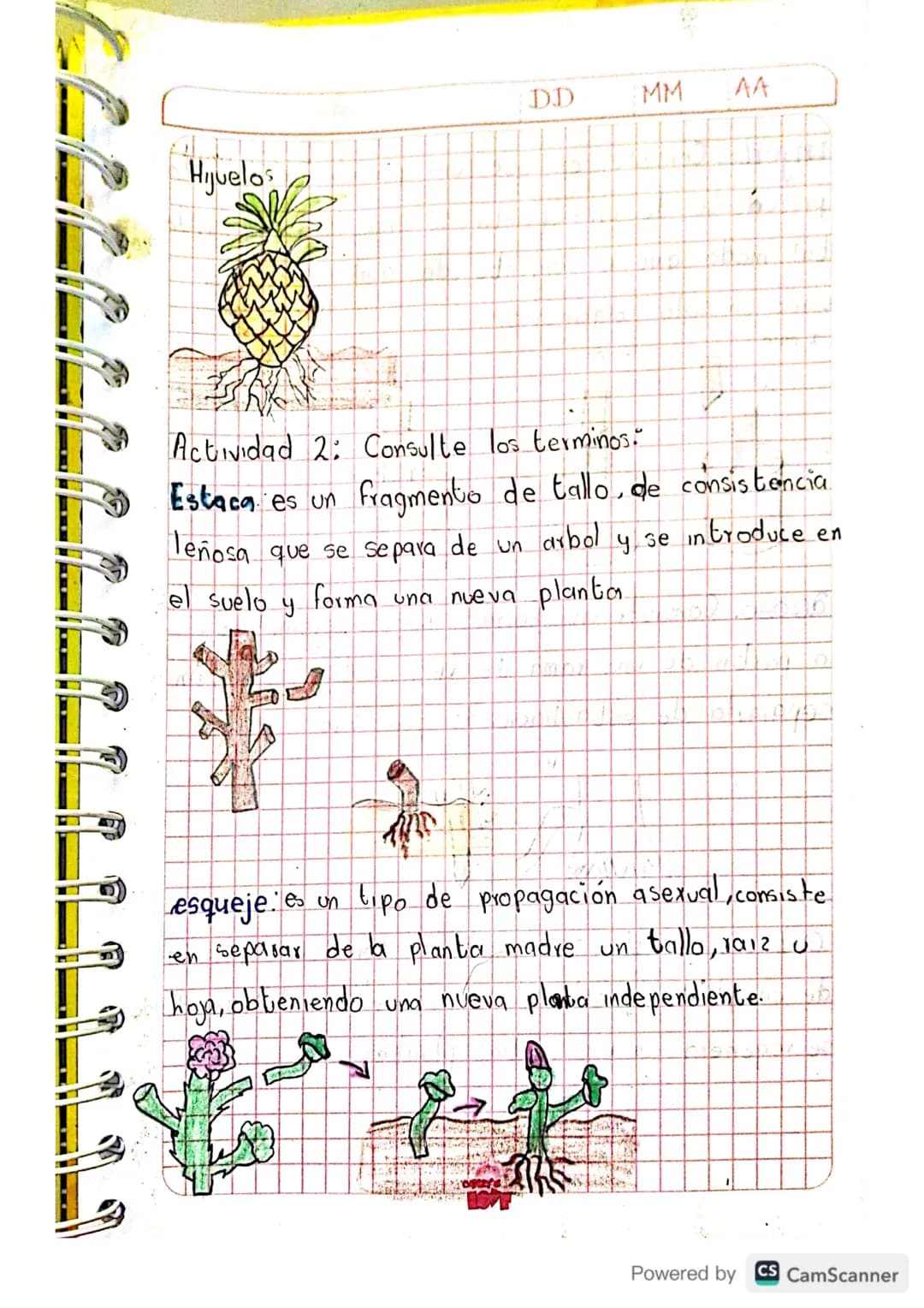 Julieth Ximena Doncel Torres 8-2
Ligula 2 Periodo
DDMM 44
# Reproducción
## en plantas
Actividad 1: Realice un dibujo con cada uno
de los me