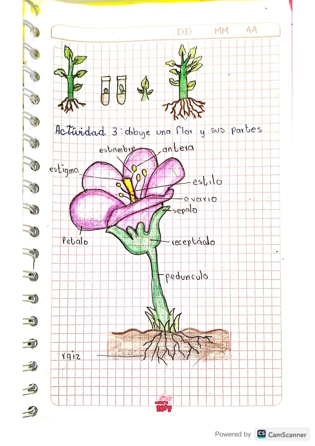 Julieth Ximena Doncel Torres 8-2
Ligula 2 Periodo
DDMM 44
# Reproducción
## en plantas
Actividad 1: Realice un dibujo con cada uno
de los me