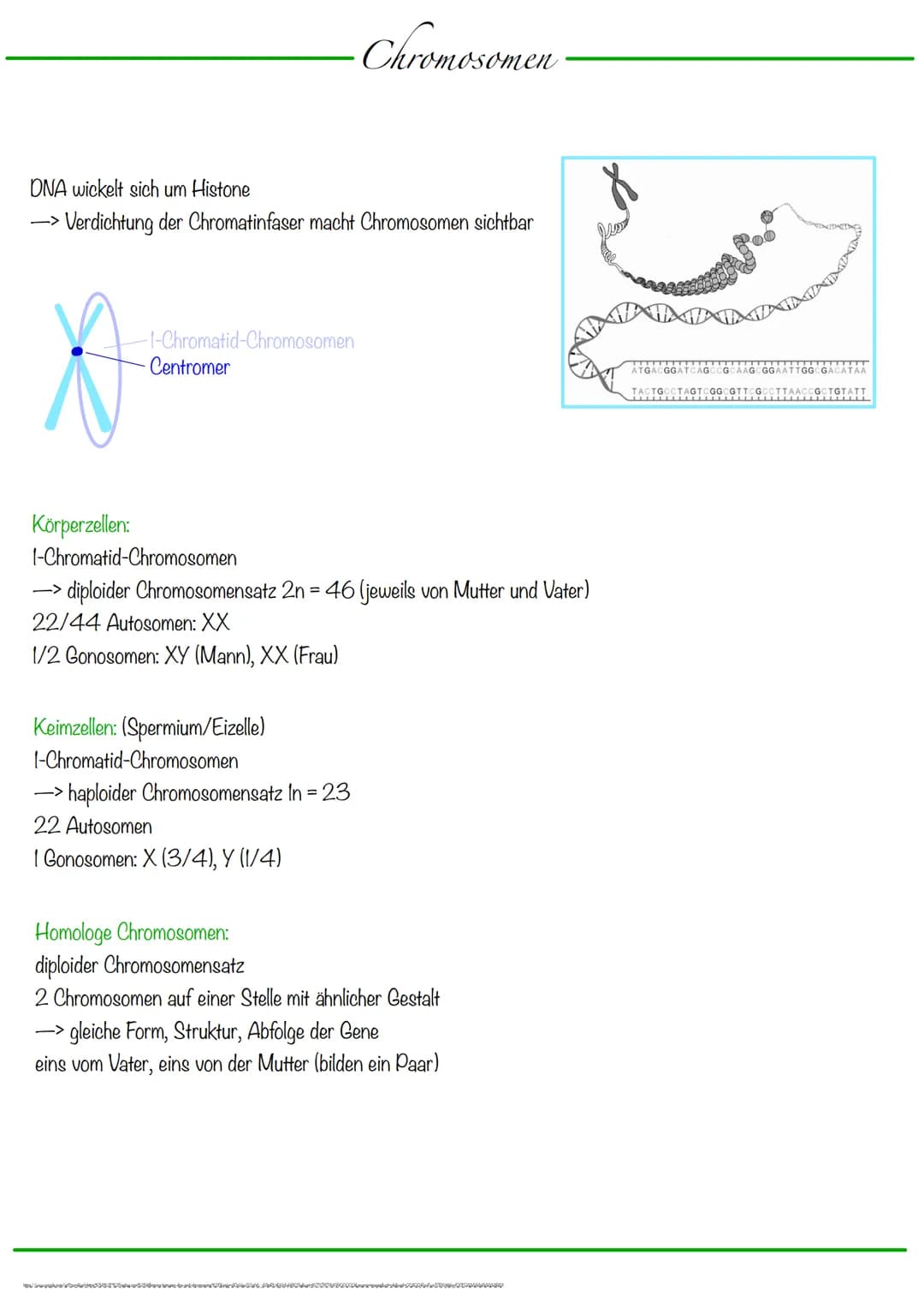 # Chromosomen
DNA wickelt sich um Histone
-> Verdichtung der Chromatinfaser macht Chromosomen sichtbar
-1-Chromatid-Chromosomen
Centromer