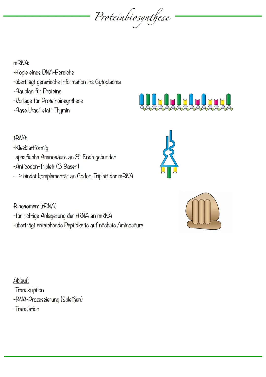 # Chromosomen
DNA wickelt sich um Histone
-> Verdichtung der Chromatinfaser macht Chromosomen sichtbar
-1-Chromatid-Chromosomen
Centromer