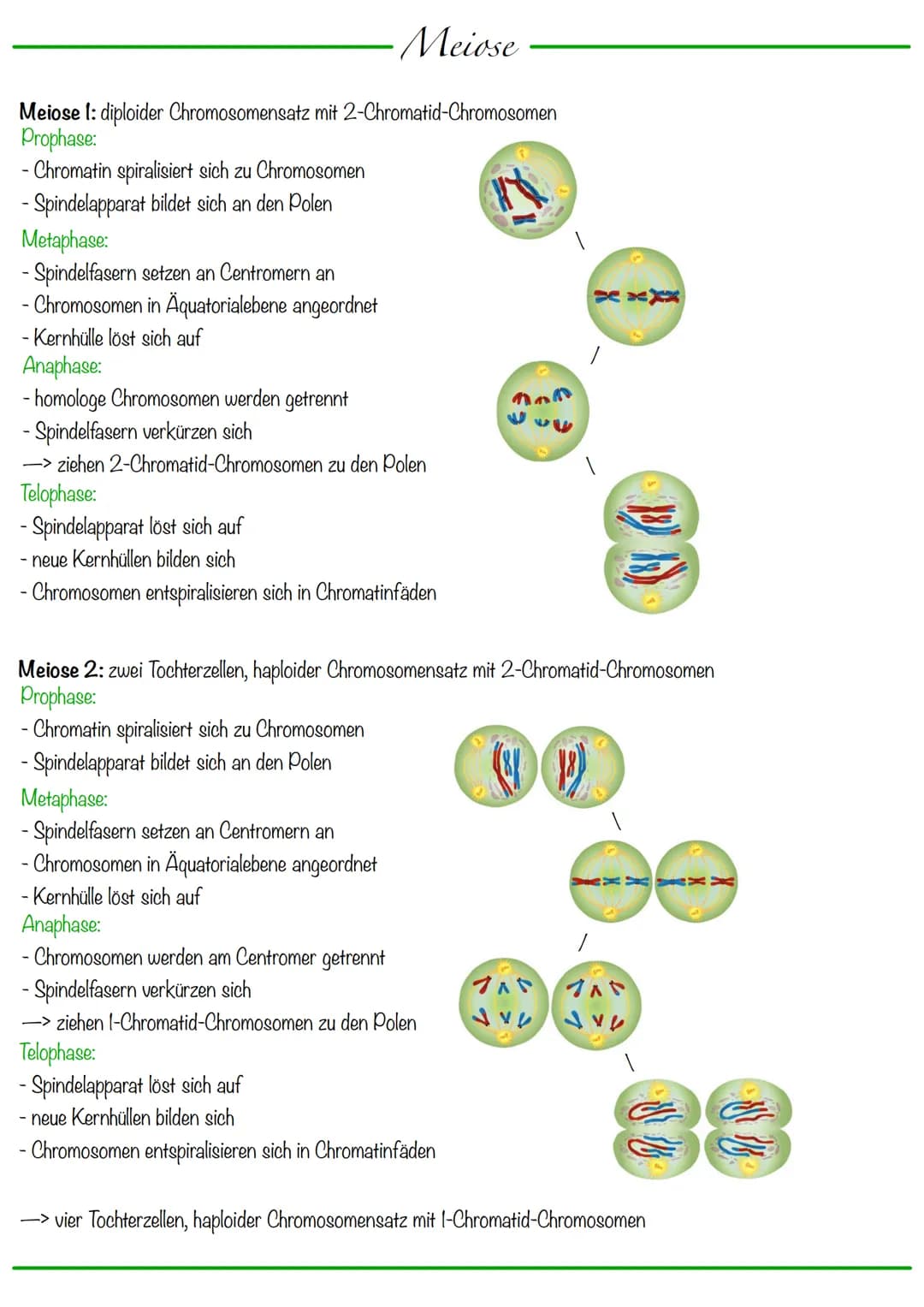 # Chromosomen
DNA wickelt sich um Histone
-> Verdichtung der Chromatinfaser macht Chromosomen sichtbar
-1-Chromatid-Chromosomen
Centromer