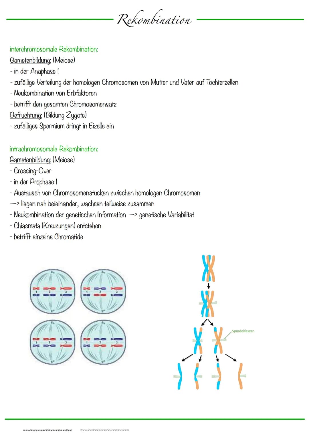 # Chromosomen
DNA wickelt sich um Histone
-> Verdichtung der Chromatinfaser macht Chromosomen sichtbar
-1-Chromatid-Chromosomen
Centromer