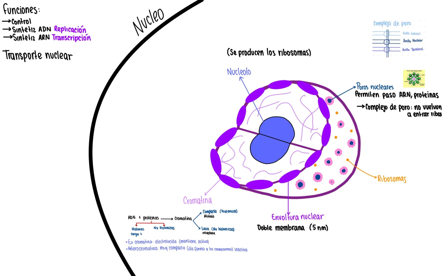 funciones:
→Control
→Sintetiz ADN Replicación
→Sintetiz ARN Transcripción
Transporte nuclear
Nucleo
Complejo de poro
Anillo luminal
Anill