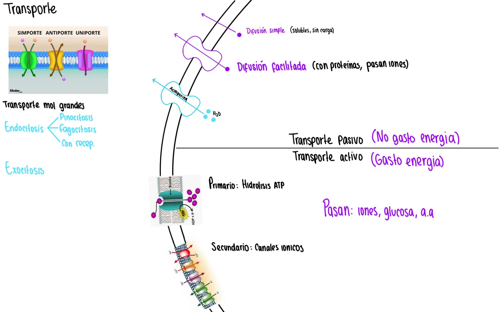 funciones:
→Control
→Sintetiz ADN Replicación
→Sintetiz ARN Transcripción
Transporte nuclear
Nucleo
Complejo de poro
Anillo luminal
Anill