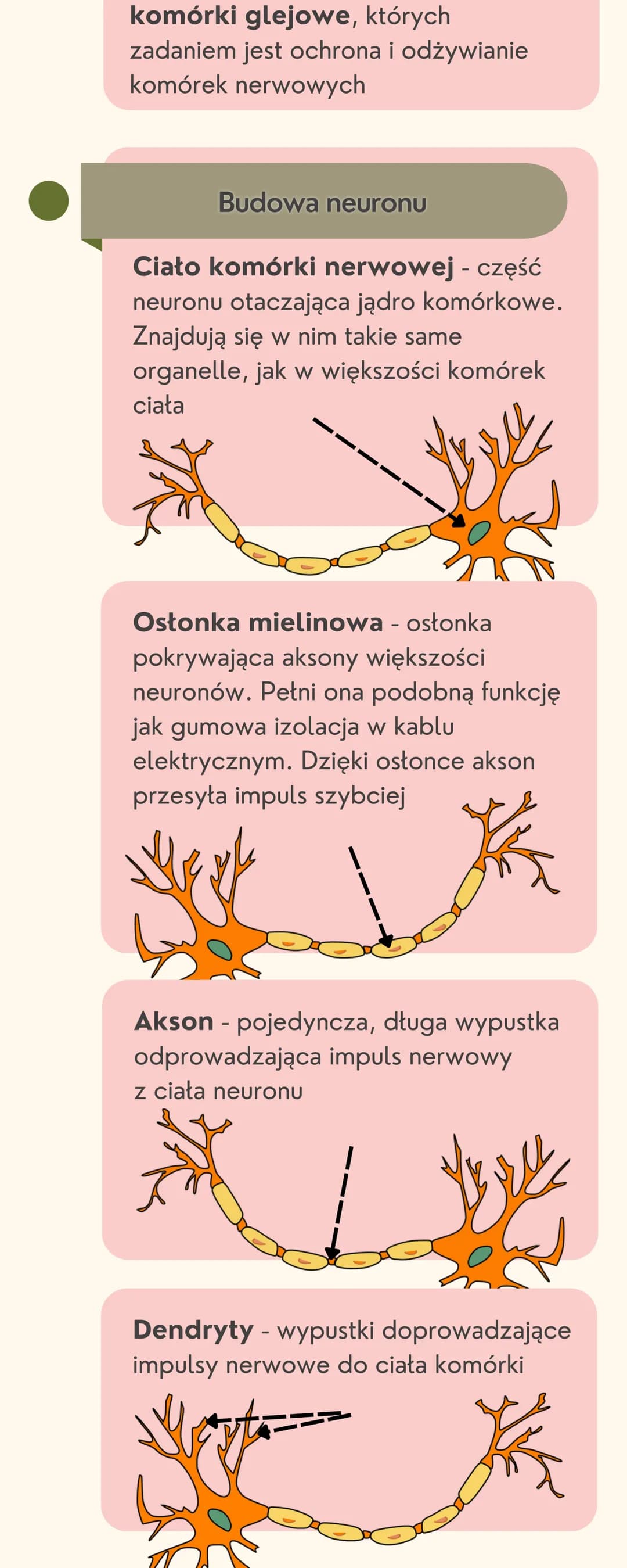 # Układ
nerwowy
Jak jest zbudowany układ nerwowy?
Układ nerwowy jest zbudowany
z dwóch części: ośrodkowego układu
nerwowego i obwodowego u