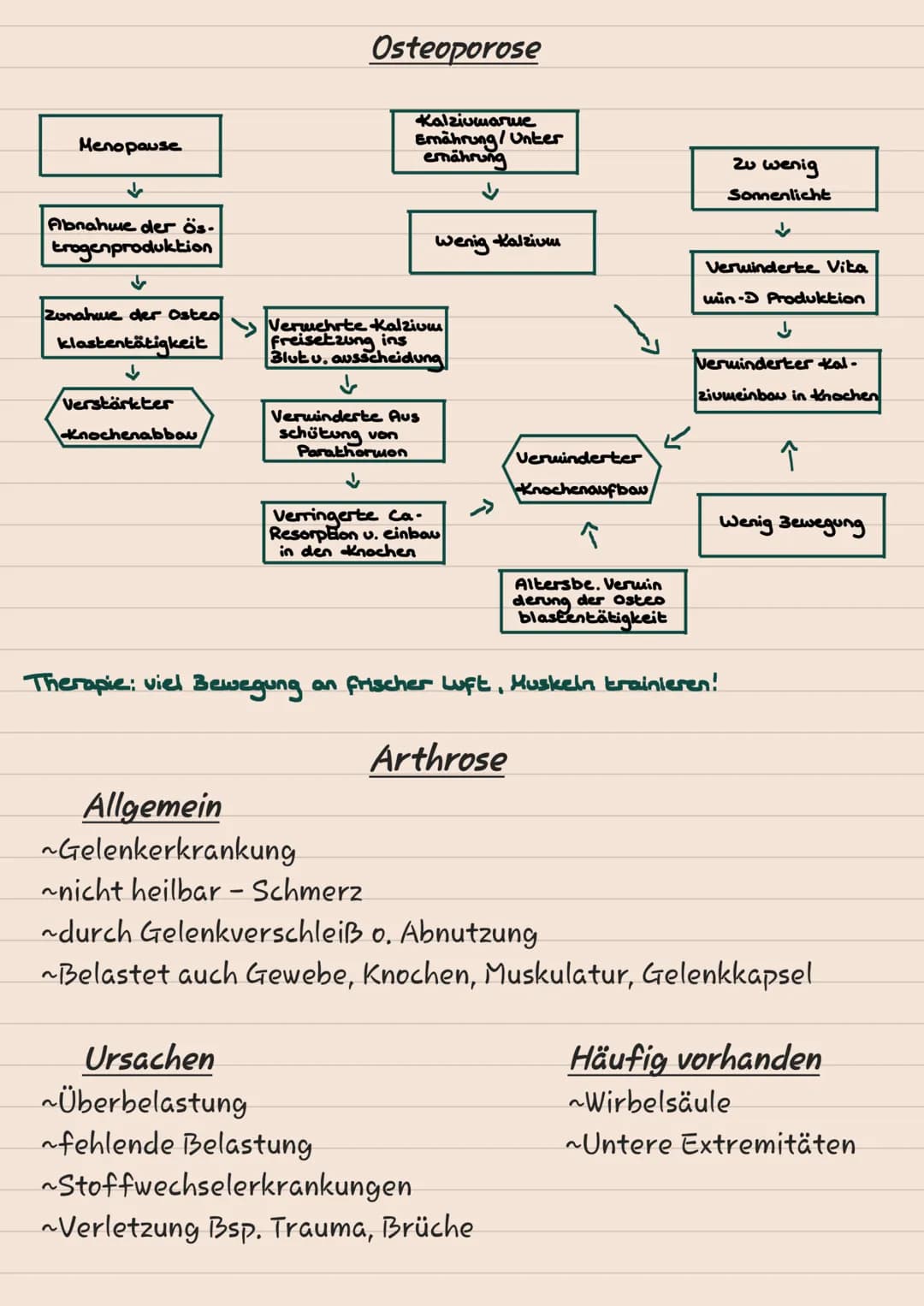# KNOCHEN
# SKELETT
1 Scheitelbein (Os paritale)
2 Stimbein (os frontale)
3 Jochbein (Os Zygomaticuul
4 Unterkiefer (Mandibulal
5 Ober