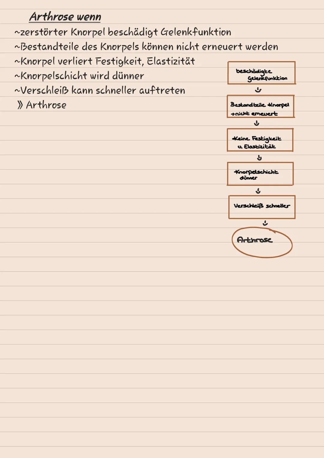 # KNOCHEN
# SKELETT
1 Scheitelbein (Os paritale)
2 Stimbein (os frontale)
3 Jochbein (Os Zygomaticuul
4 Unterkiefer (Mandibulal
5 Ober