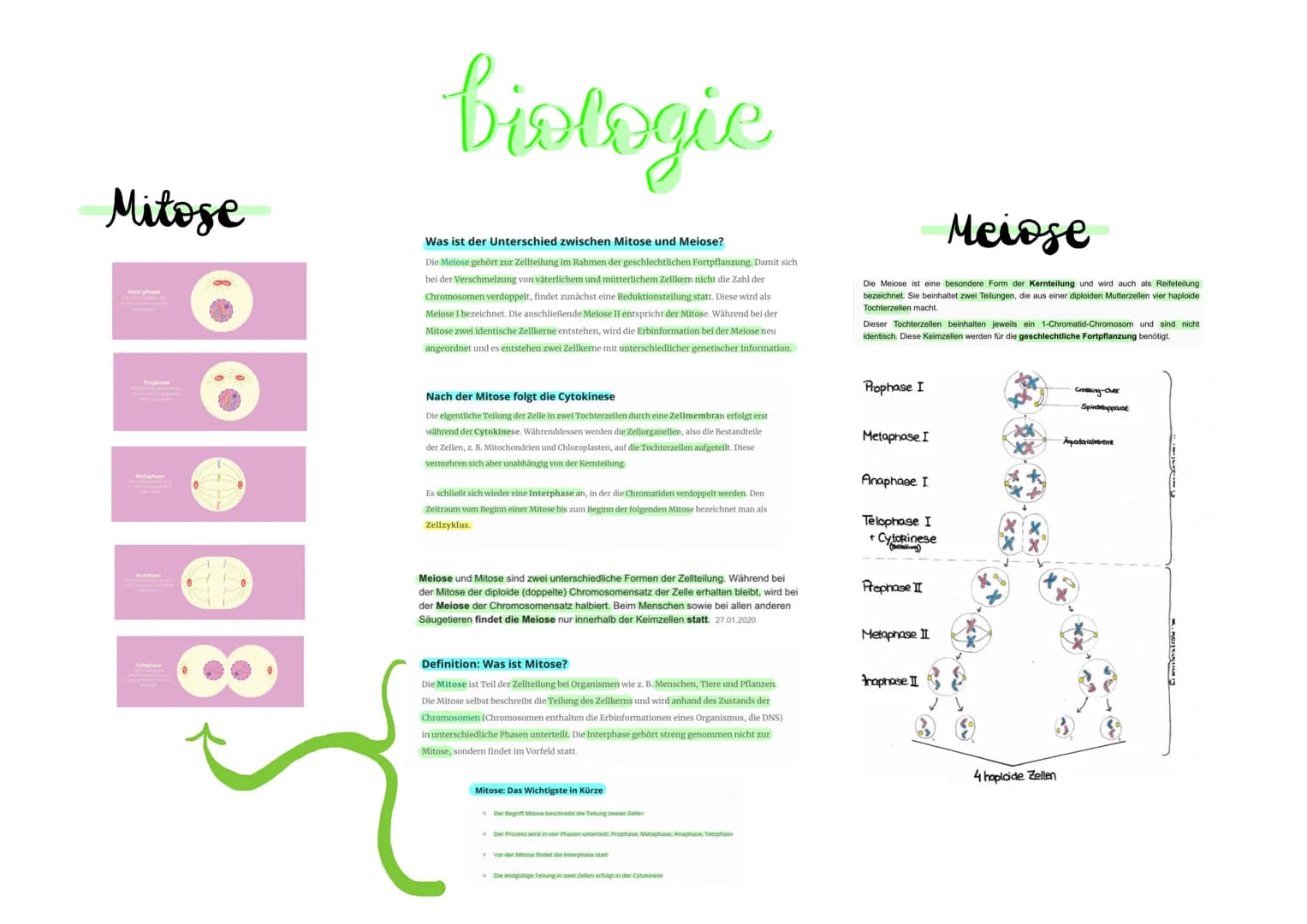 # biologie
# Mitose
Interphase
Was ist der Unterschied zwischen Mitose und Meiose?
Die Meiose gehört zur Zellteilung im Rahmen der gesch