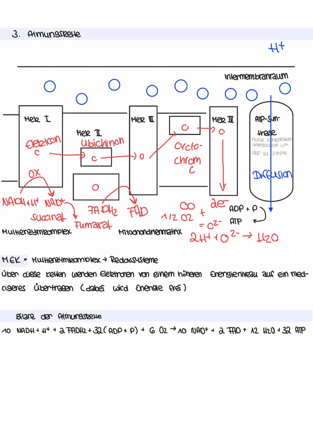 <p>Die biologische Oxidation findet im Mitochondrium statt. Dabei werden die Lipidtropfen mithilfe der Ribosomen (70s) und ringförmiger DNA