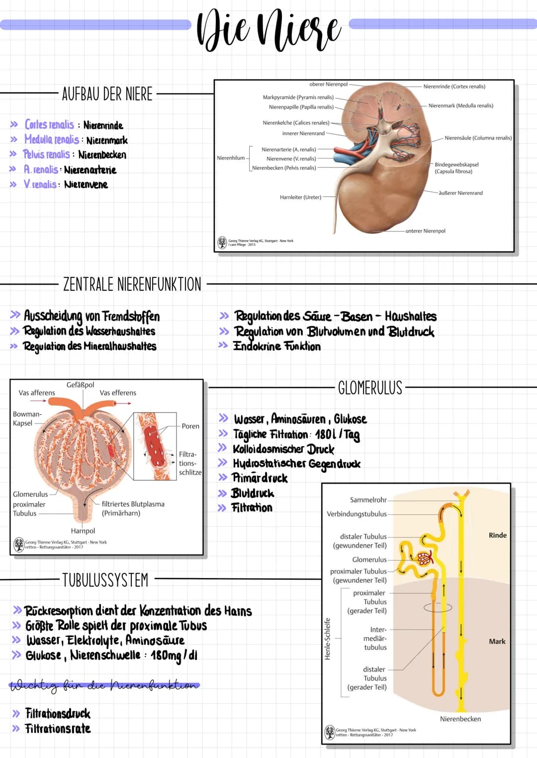 # Die Niere
AUFBAU DER NIERE
>>> Cortes renalis: Nierenrinde
>> Medulla renalis: Nierenmark
>> Pelvis renalis: Nierenbecken
>>> A. renalis:
