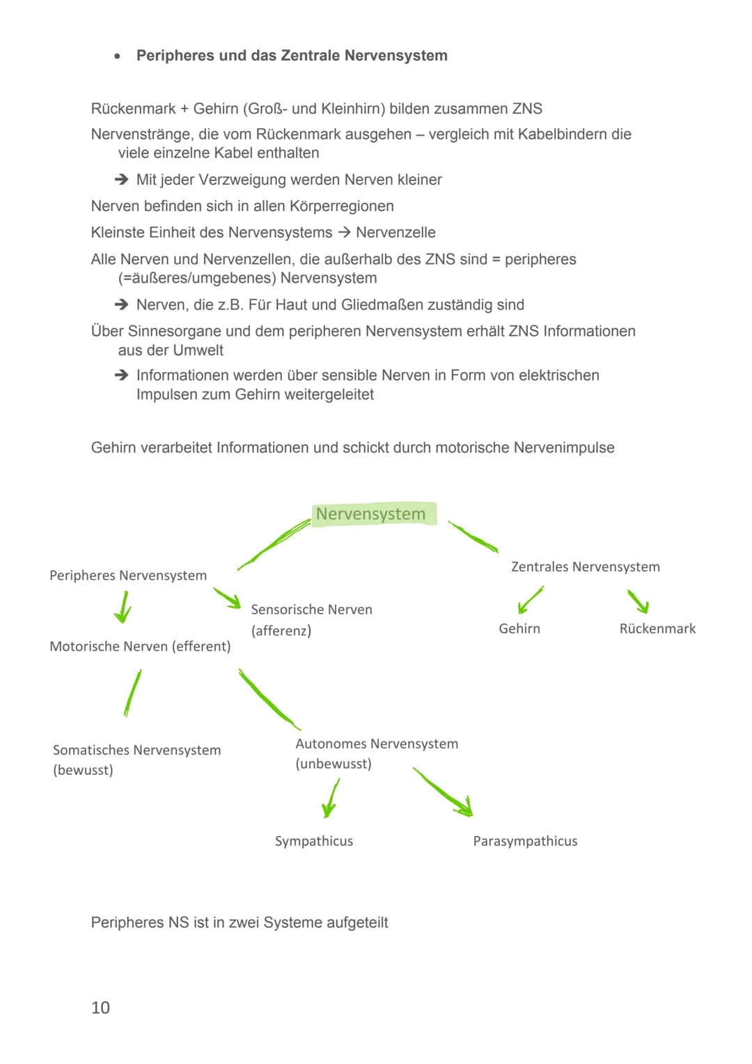 Von Alicia-Loreen Bitter
# Biologie Lernzettel
# Fotosynthese
- Ist der zentrale Stoffwechselvorgang der Erde, Voraussetzung für erdliche