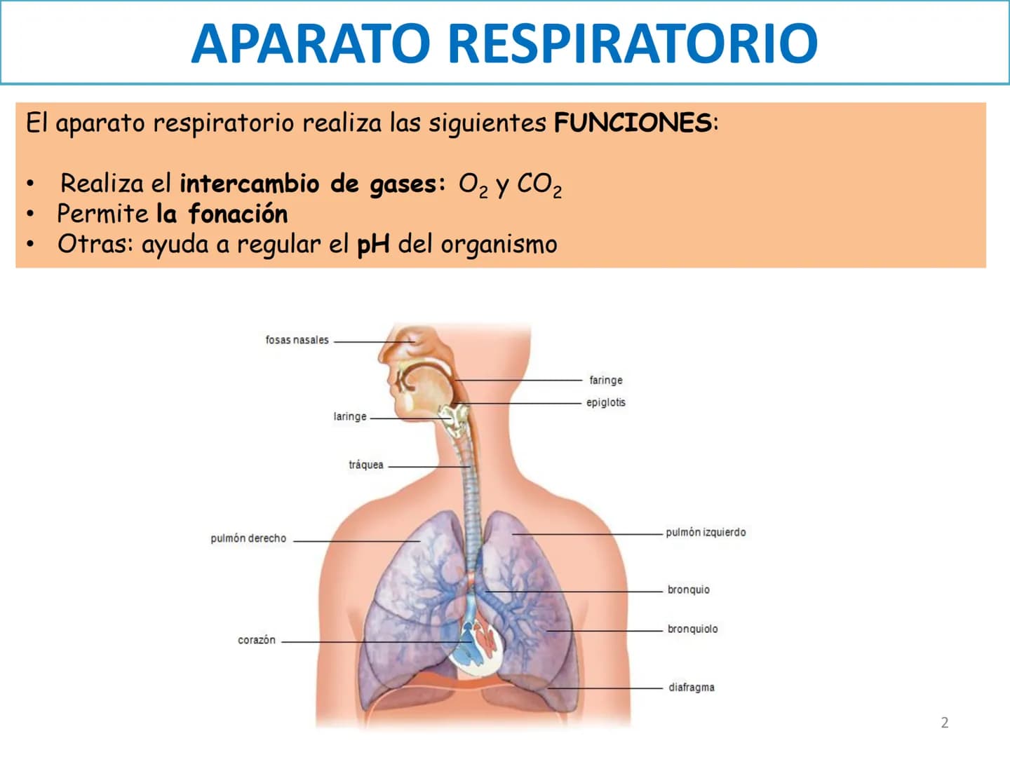 # APARATO RESPIRATORIO
ANATOMÍA APLICADA
1º BACHILLERATO
1 # APARATO RESPIRATORIO
El aparato respiratorio realiza las siguientes FUNCION