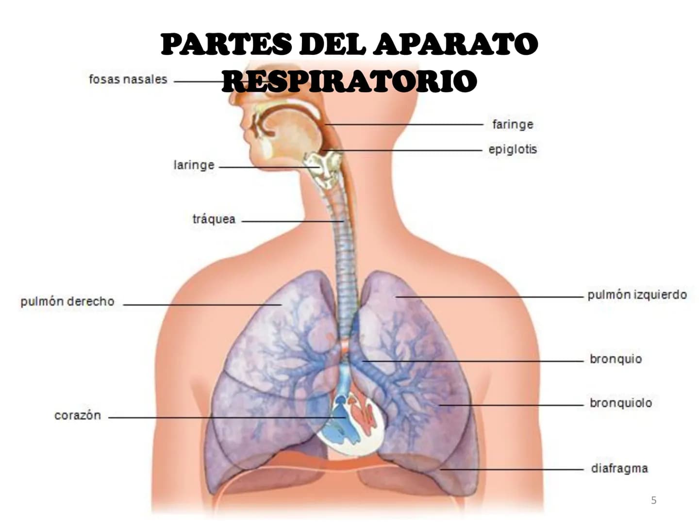 # APARATO RESPIRATORIO
ANATOMÍA APLICADA
1º BACHILLERATO
1 # APARATO RESPIRATORIO
El aparato respiratorio realiza las siguientes FUNCION