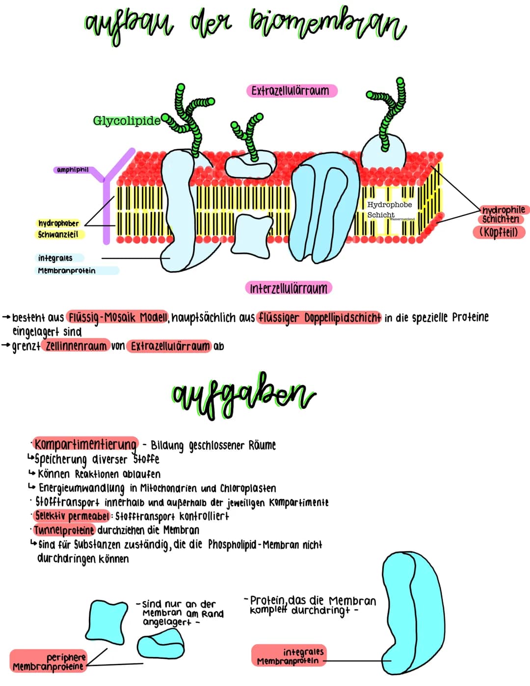 # aufbau der biomembran
amphiphil
hydrophober
Schwanzteil
integrales
Membranprotein
Glycolipide
Extrazellulärraum
Hydrophobe
Schicht